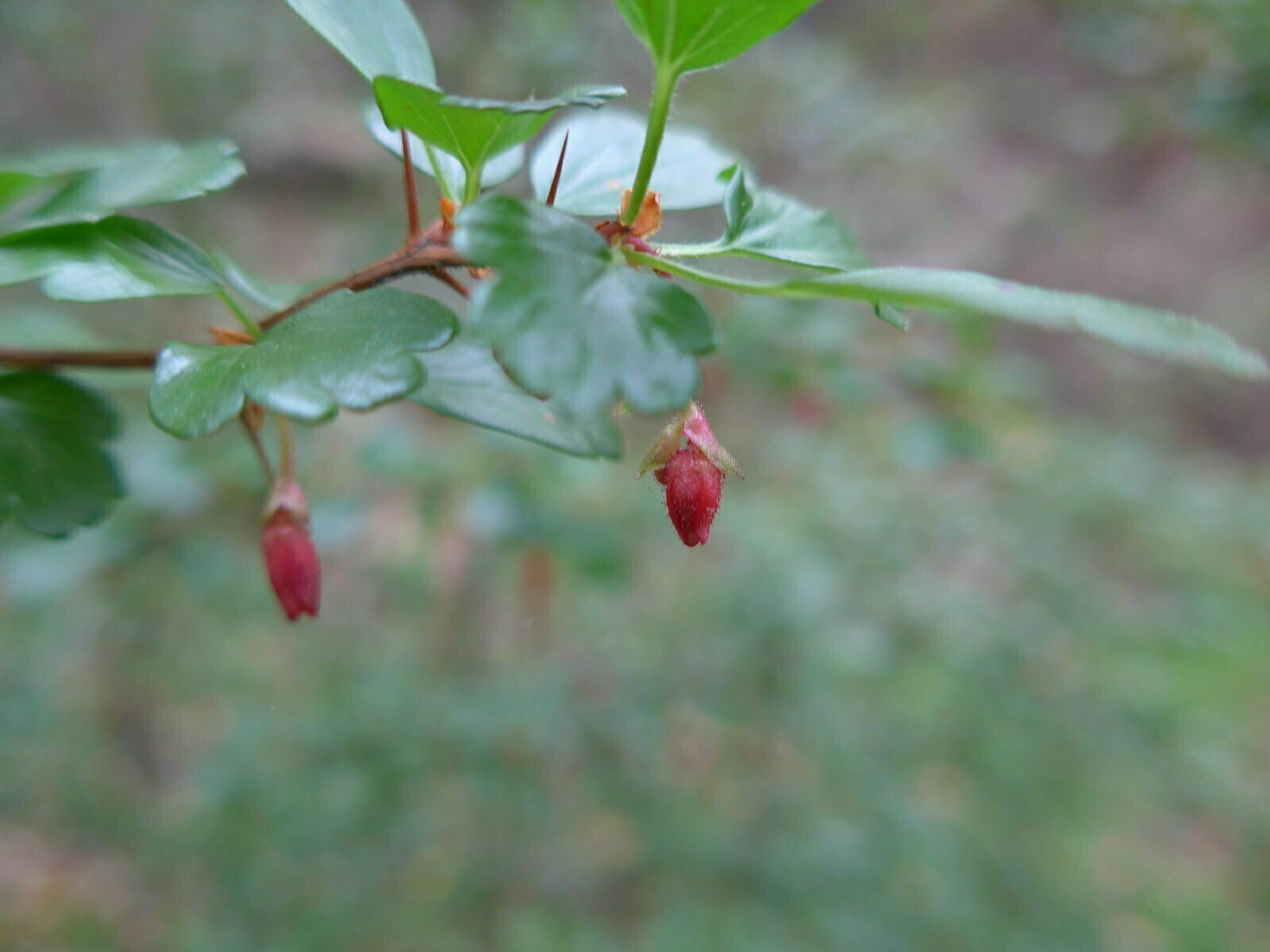 High Resolution Ribes speciosum Bud